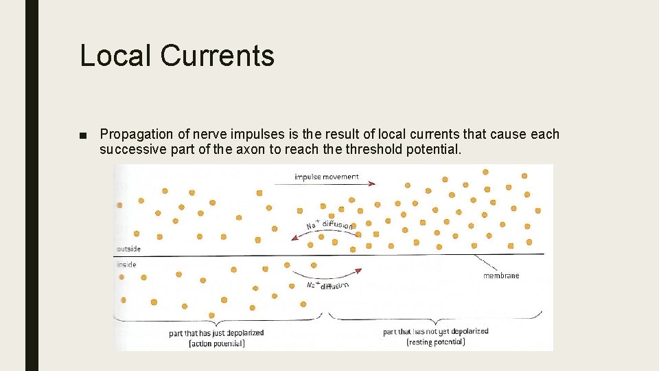 Local Currents ■ Propagation of nerve impulses is the result of local currents that