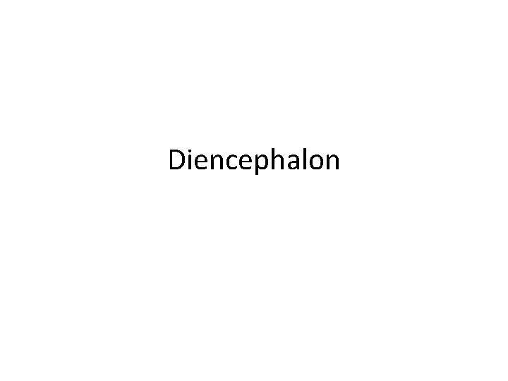 Diencephalon 