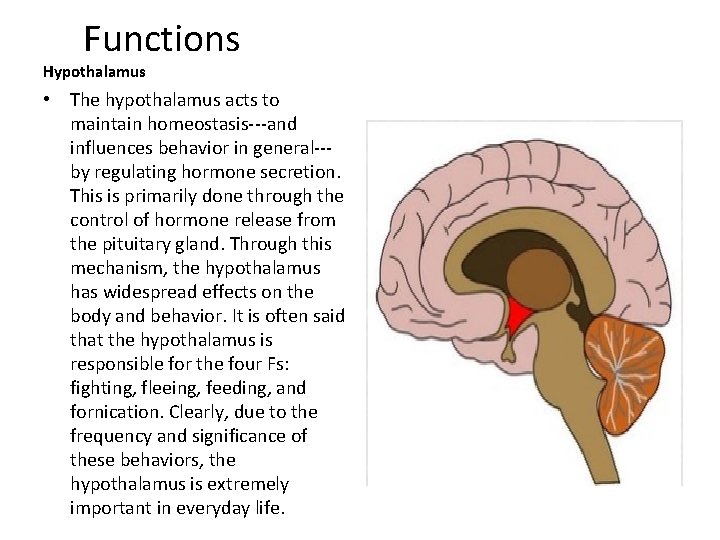 Functions Hypothalamus • The hypothalamus acts to maintain homeostasis---and influences behavior in general--by regulating