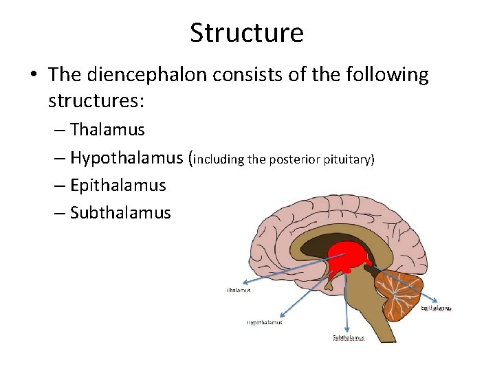 Structure • The diencephalon consists of the following structures: – Thalamus – Hypothalamus (including