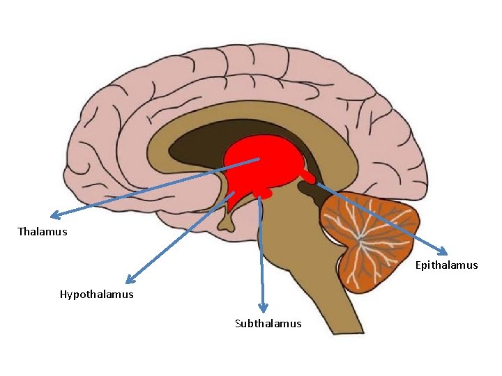 Thalamus Epithalamus Hypothalamus Subthalamus Thalamus Epithalamus Hypothalamus Subthalamus