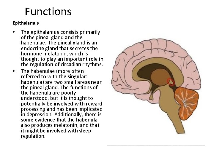 Functions Epithalamus • • The epithalamus consists primarily of the pineal gland the habenulae.