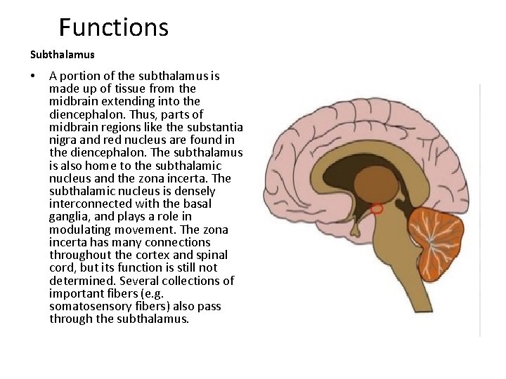 Functions Subthalamus • A portion of the subthalamus is made up of tissue from