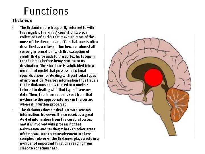 Functions Thalamus • • The thalami (more frequently referred to with the singular: thalamus)