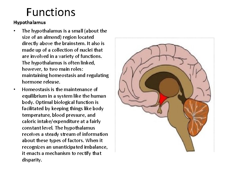 Functions Hypothalamus • • The hypothalamus is a small (about the size of an