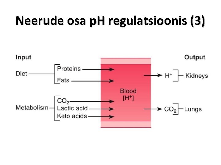 Neerude osa p. H regulatsioonis (3) 