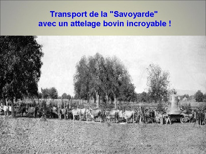 Transport de la "Savoyarde" avec un attelage bovin incroyable ! 