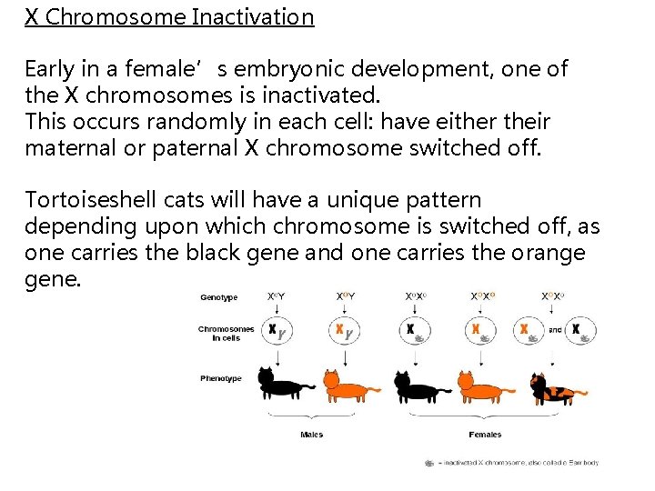 X Chromosome Inactivation Early in a female’s embryonic development, one of the X chromosomes