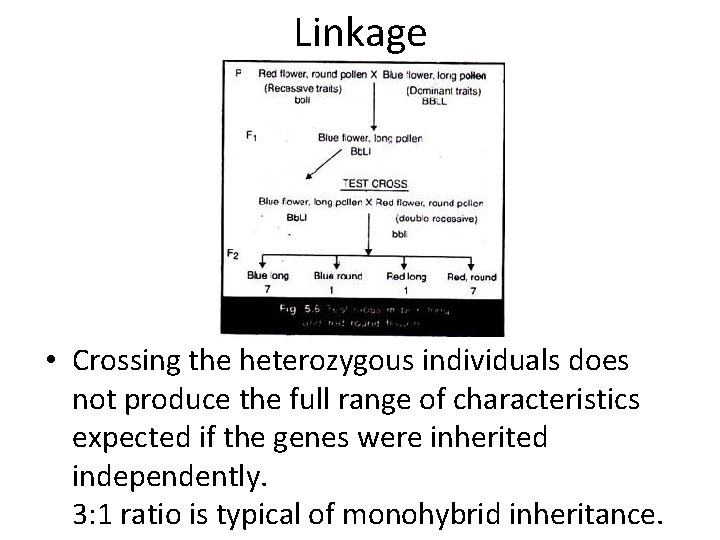 Linkage • Crossing the heterozygous individuals does not produce the full range of characteristics
