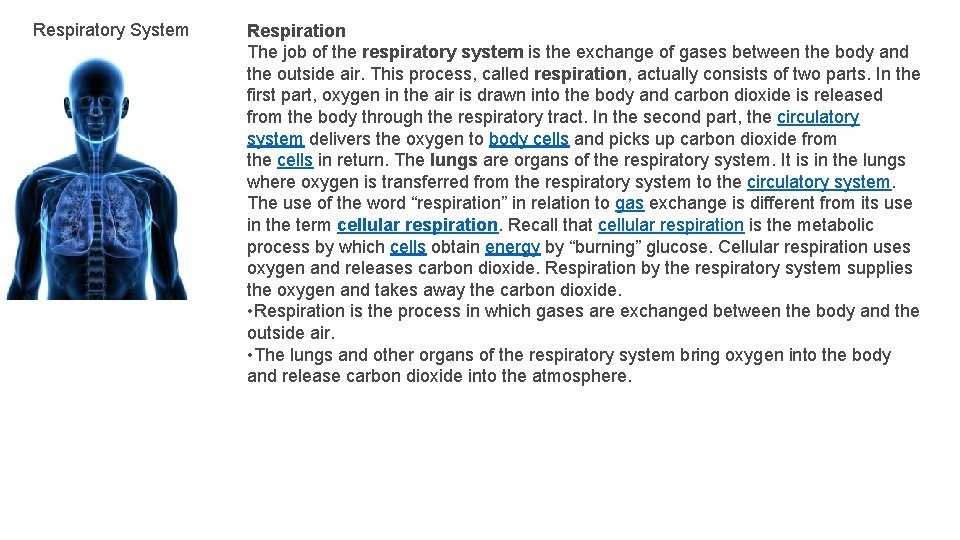 Respiratory System Respiration The job of the respiratory system is the exchange of gases