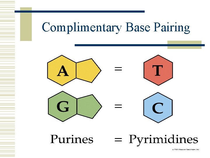 Complimentary Base Pairing 