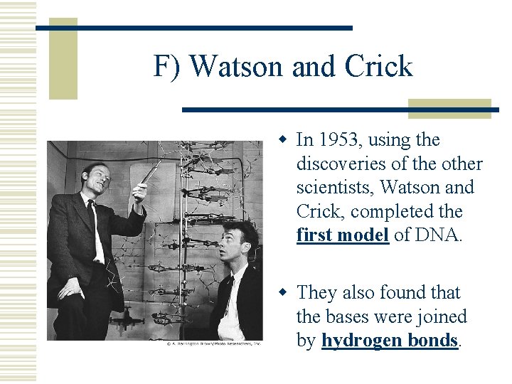 F) Watson and Crick w In 1953, using the discoveries of the other scientists,