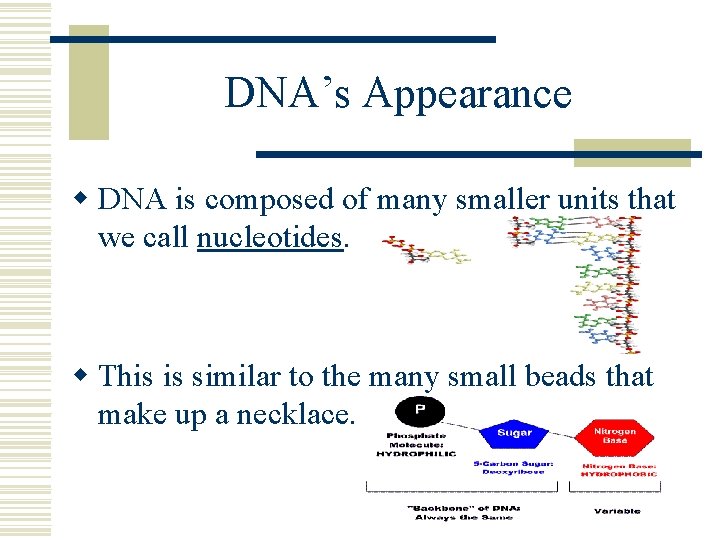 DNA’s Appearance w DNA is composed of many smaller units that we call nucleotides.