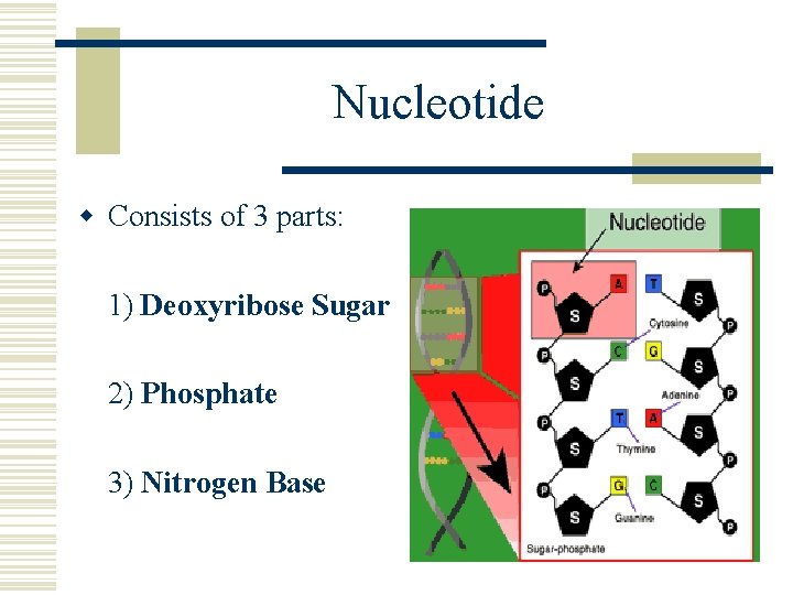 Nucleotide w Consists of 3 parts: 1) Deoxyribose Sugar 2) Phosphate 3) Nitrogen Base