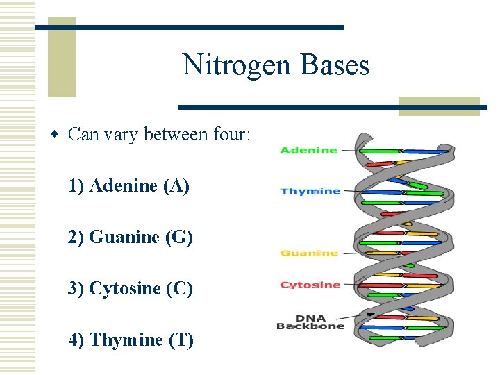 Nitrogen Bases w Can vary between four: 1) Adenine (A) 2) Guanine (G) 3)