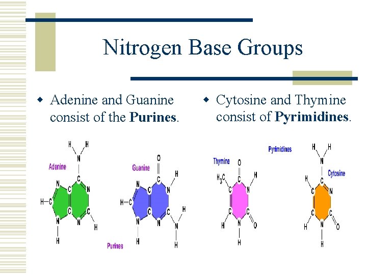 Nitrogen Base Groups w Adenine and Guanine consist of the Purines. w Cytosine and