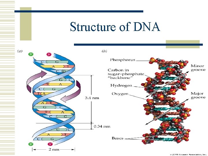 Structure of DNA 