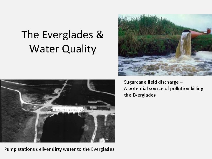 The Everglades & Water Quality Sugarcane field discharge – A potential source of pollution