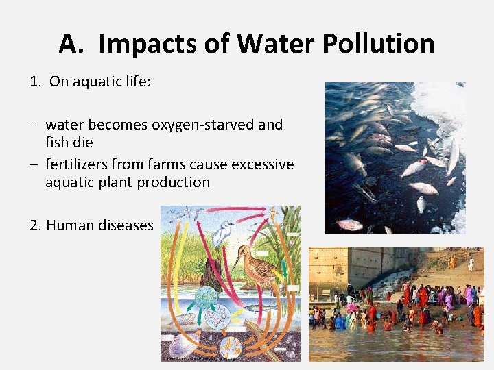 A. Impacts of Water Pollution 1. On aquatic life: – water becomes oxygen-starved and