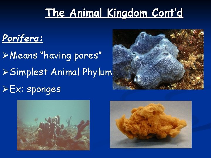 The Animal Kingdom Cont’d Porifera: ØMeans “having pores” ØSimplest Animal Phylum ØEx: sponges 