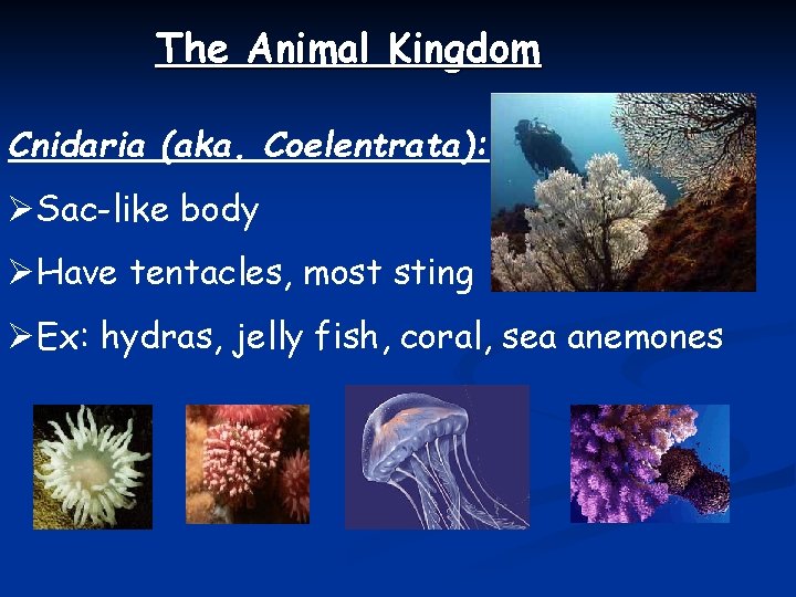 The Animal Kingdom Cnidaria (aka. Coelentrata): ØSac-like body ØHave tentacles, most sting ØEx: hydras,