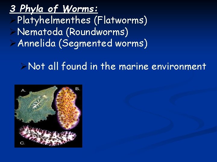 3 Phyla of Worms: ØPlatyhelmenthes (Flatworms) ØNematoda (Roundworms) ØAnnelida (Segmented worms) ØNot all found