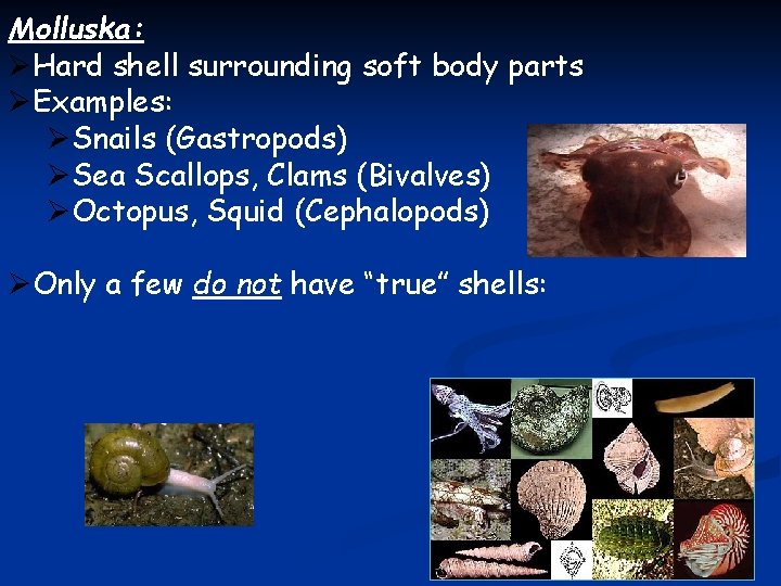 Molluska: ØHard shell surrounding soft body parts ØExamples: ØSnails (Gastropods) ØSea Scallops, Clams (Bivalves)