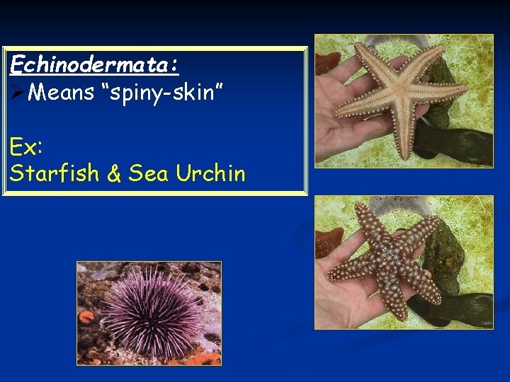 Echinodermata: ØMeans “spiny-skin” Ex: Starfish & Sea Urchin 