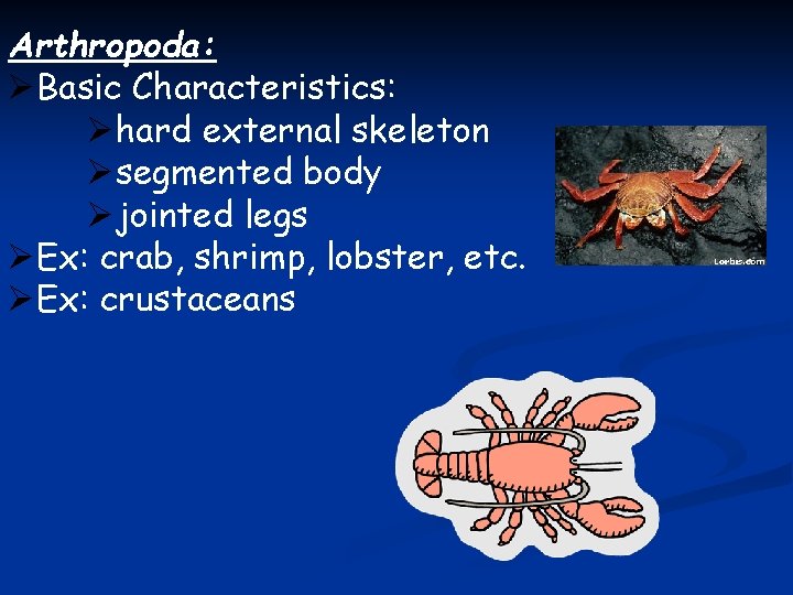 Arthropoda: ØBasic Characteristics: Øhard external skeleton Øsegmented body Øjointed legs ØEx: crab, shrimp, lobster,