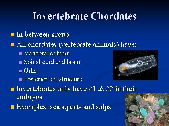 Invertebrate Chordates In between group n All chordates (vertebrate animals) have: n Vertebral column