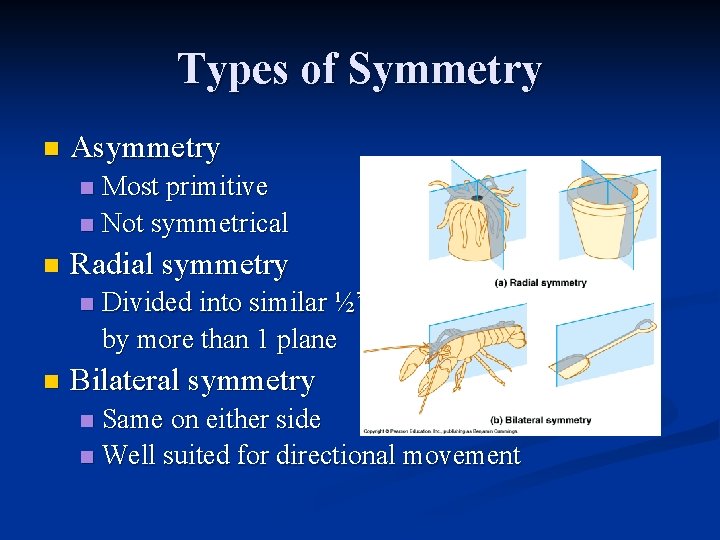 Types of Symmetry n Asymmetry Most primitive n Not symmetrical n n Radial symmetry