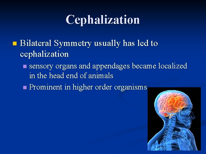 Cephalization n Bilateral Symmetry usually has led to cephalization sensory organs and appendages became