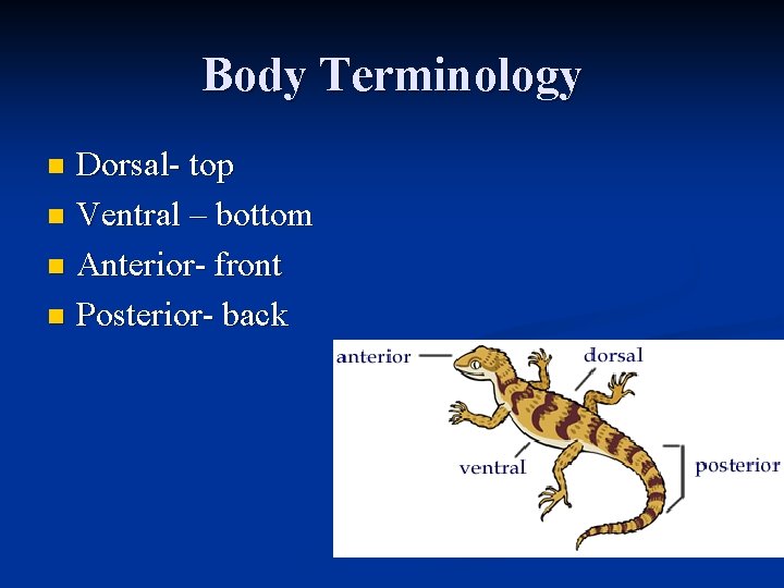 Body Terminology Dorsal- top n Ventral – bottom n Anterior- front n Posterior- back