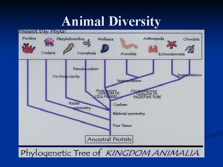 Animal Diversity 
