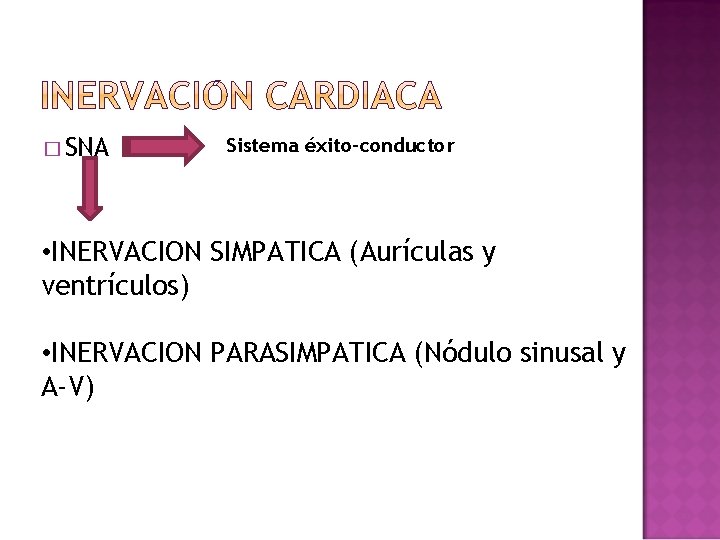 � SNA Sistema éxito-conductor • INERVACION SIMPATICA (Aurículas y ventrículos) • INERVACION PARASIMPATICA (Nódulo