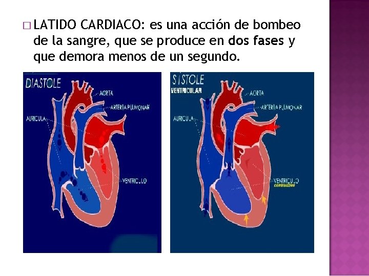 � LATIDO CARDIACO: es una acción de bombeo de la sangre, que se produce