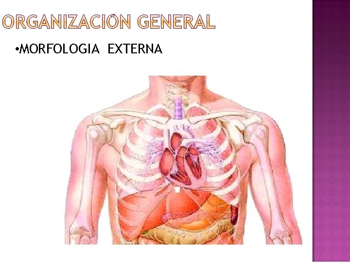  • MORFOLOGIA EXTERNA 