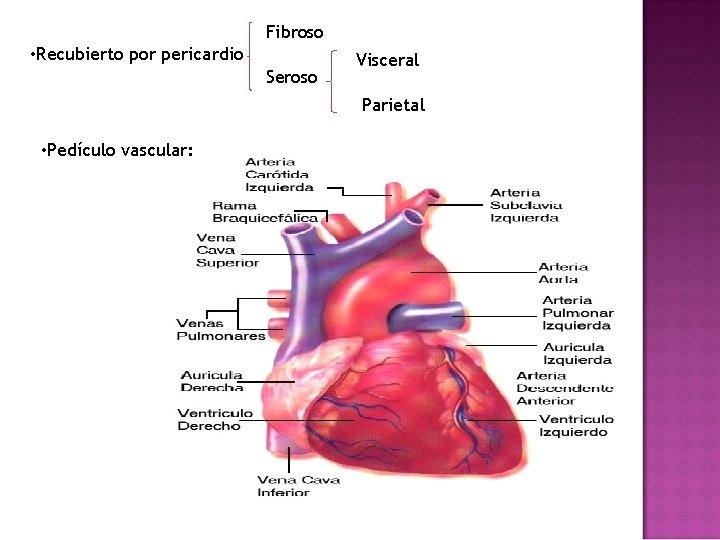 Fibroso • Recubierto por pericardio Seroso Visceral Parietal • Pedículo vascular: 