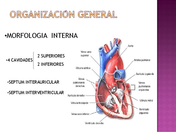  • MORFOLOGIA INTERNA • 4 CAVIDADES 2 SUPERIORES 2 INFERIORES • SEPTUM INTERAURICULAR