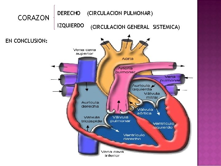 CORAZON DERECHO IZQUIERDO EN CONCLUSION: (CIRCULACION PULMONAR) (CIRCULACION GENERAL SISTEMICA) 