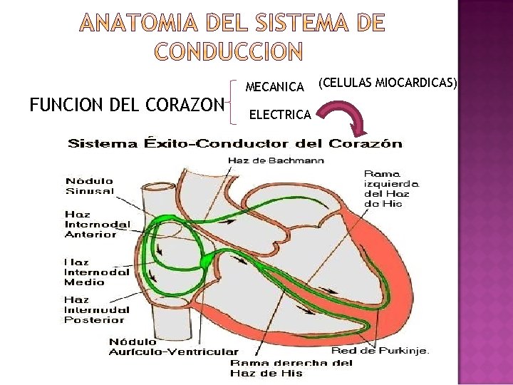 FUNCION DEL CORAZON MECANICA ELECTRICA (CELULAS MIOCARDICAS) 