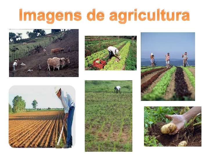 Imagens de agricultura 