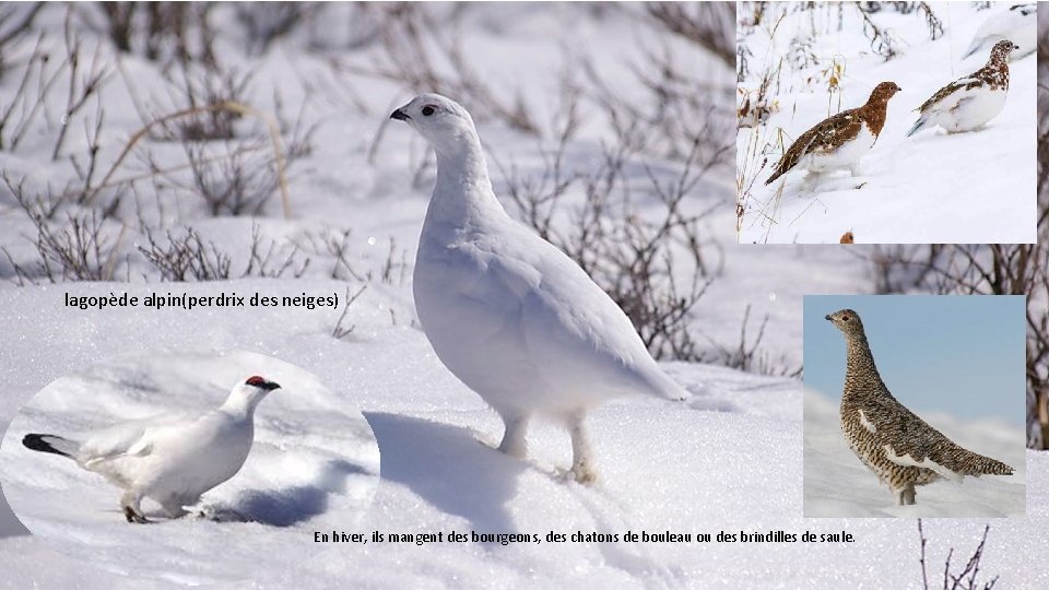 lagopède alpin(perdrix des neiges) En hiver, ils mangent des bourgeons, des chatons de bouleau