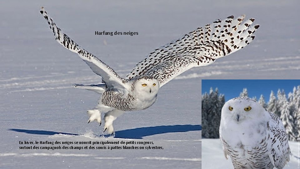 Harfang des neiges En hiver, le Harfang des neiges se nourrit principalement de petits