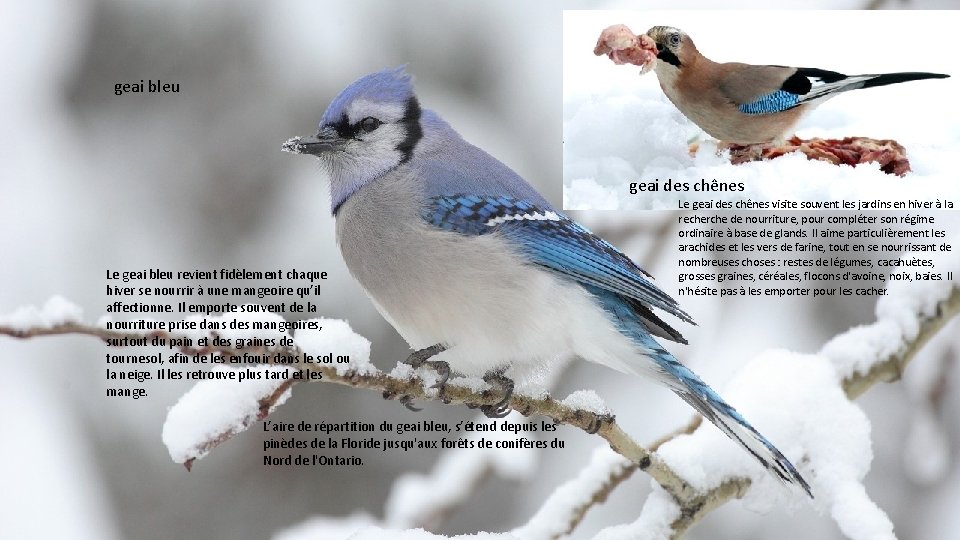 geai bleu geai des chênes Le geai bleu revient fidèlement chaque hiver se nourrir