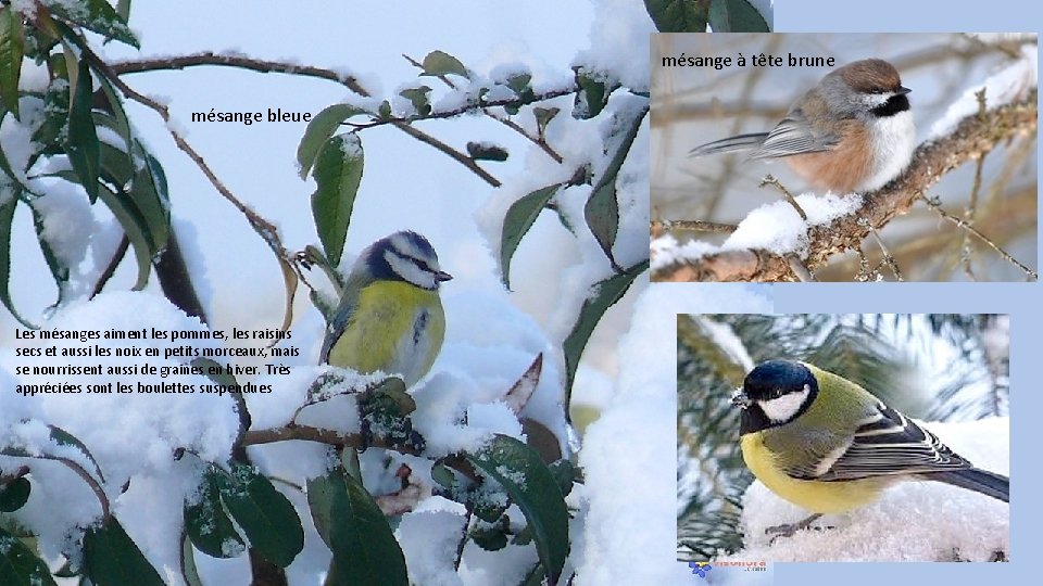 mésange à tête brune mésange bleue Les mésanges aiment les pommes, les raisins secs