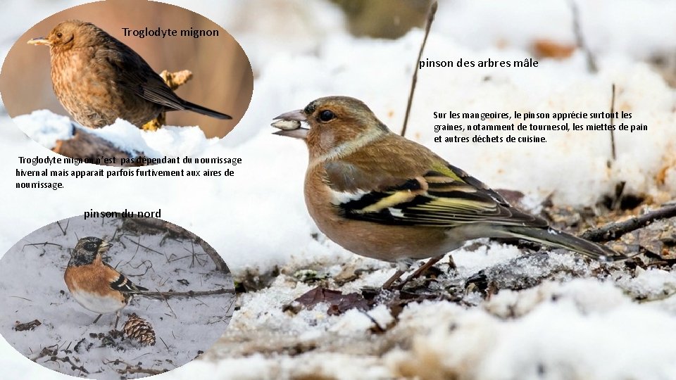 Troglodyte mignon pinson des arbres mâle Sur les mangeoires, le pinson apprécie surtout les