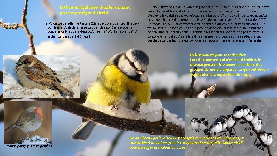 la thermorégulation chez les oiseaux pour se protéger du froid, la biologiste canadienne Pascale