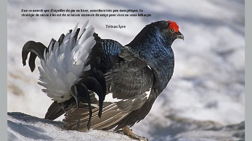 il ne se nourrit que d’aiguilles de pin en hiver, nourriture très peu énergétique,