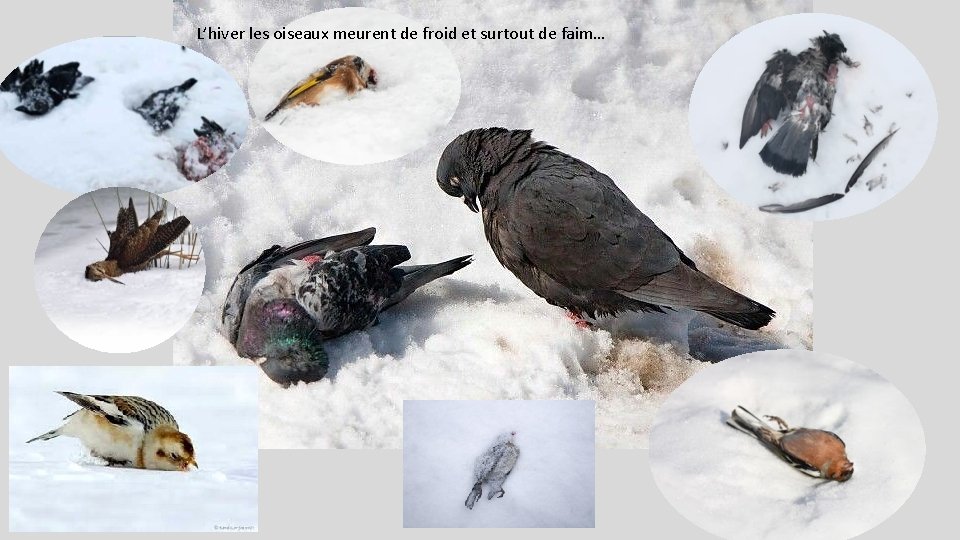 L’hiver les oiseaux meurent de froid et surtout de faim… 